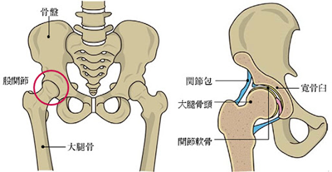 股関節の構造
