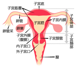 子宮